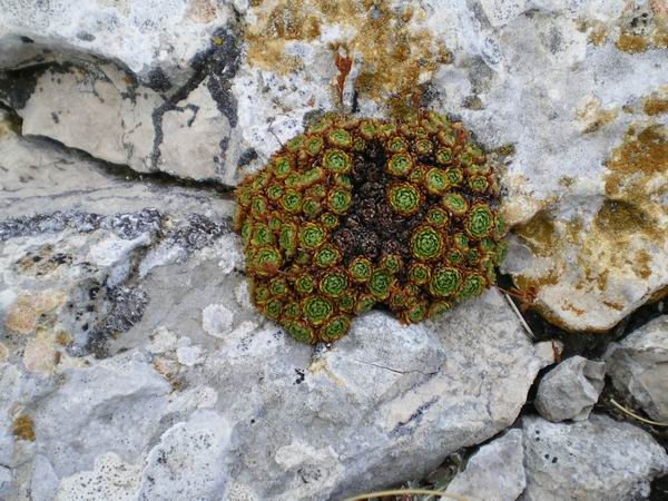 Piantina a 2000mt - Saxifraga paniculata